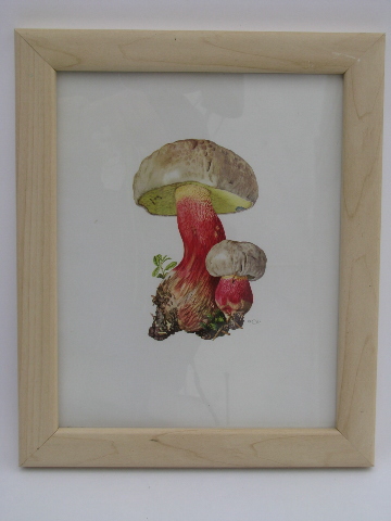 1960s vintage framed botanical prints, wild mushrooms - West Germany