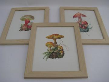 1960s vintage framed botanical prints, wild mushrooms - West Germany