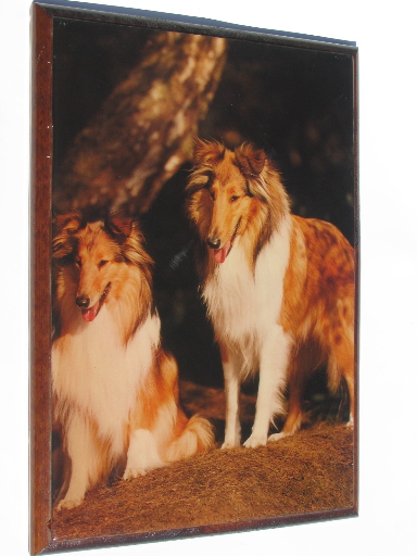 Collie dogs poster print wall plaque, shiny varnished picture on wood