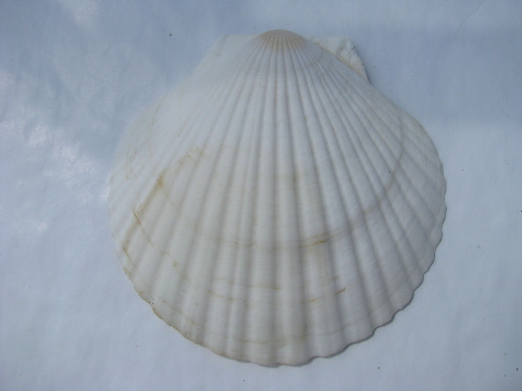 Lot 20 large scallop seashells for beach crafts, driftwood lamp shade etc
