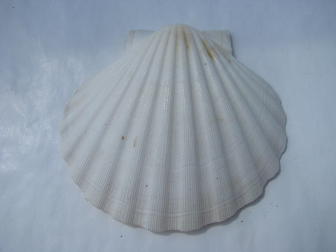 Lot 20 large scallop seashells for beach crafts, driftwood lamp shade etc