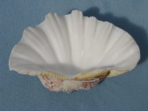 Sea scallop shell, handmade seashell soap dish, beach cottage soapdish