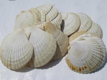 Lot of 21 huge natural seashells for cooking or retro beach house crafts
