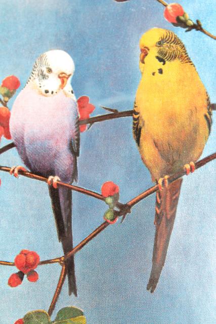 vintage 3-D foil holographic pictures, parakeet budgies bird art prints framed pair